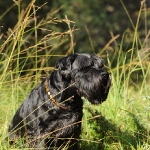 Hunde-Fotoshooting in Imst