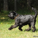 Hunde-Fotoshooting in Imst