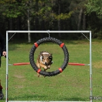 Hunde-Fotoshooting in Imst