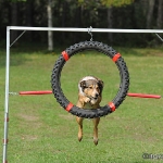 Hunde-Fotoshooting in Imst
