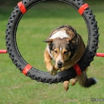 Hunde-Fotoshooting in Imst