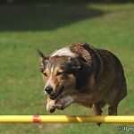 Hunde-Fotoshooting in Imst