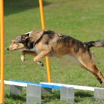 Hunde-Fotoshooting in Imst