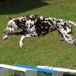 Hunde-Fotoshooting in Imst