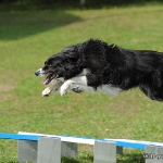 Hunde-Fotoshooting in Imst