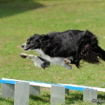 Hunde-Fotoshooting in Imst