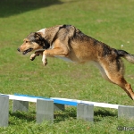 Hunde-Fotoshooting in Imst