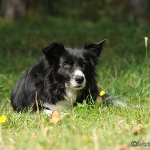 Hunde-Fotoshooting in Imst