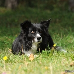 Hunde-Fotoshooting in Imst