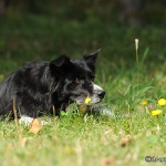 Hunde-Fotoshooting in Imst