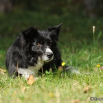 Hunde-Fotoshooting in Imst