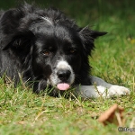 Hunde-Fotoshooting in Imst