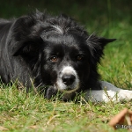 Hunde-Fotoshooting in Imst