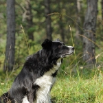 Hunde-Fotoshooting in Imst