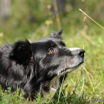 Hunde-Fotoshooting in Imst