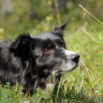 Hunde-Fotoshooting in Imst
