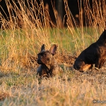 Rosi & Roko