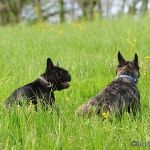 Rosi & Rokko