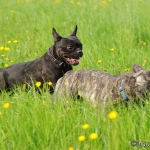 Rosi & Rokko