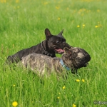 Rosi & Rokko