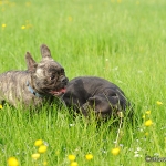 Rosi & Rokko