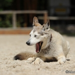 Balou