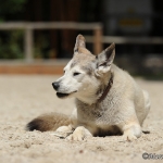Balou