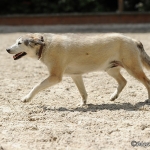 Balou