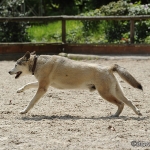 Balou