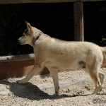 Balou