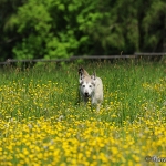 Balou