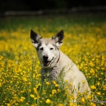 Balou
