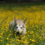 Balou