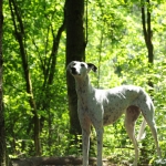 Saphira (Husky) und Dana (Galgo)