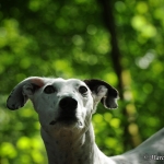 Saphira (Husky) und Dana (Galgo)