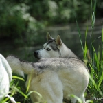 Saphira (Husky) und Dana (Galgo)