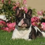 Gustav