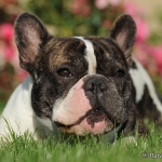 Gustav