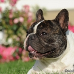 Gustav
