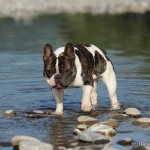 Gustav im Wasser