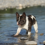 Gustav im Wasser