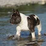 Gustav im Wasser