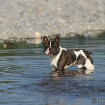 Gustav im Wasser