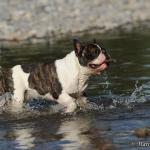 Gustav im Wasser