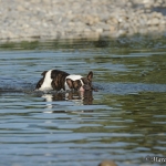 Gustav im Wasser