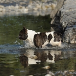 Gustav im Wasser