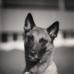 Elliot