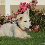 Cody - Berger Blanc Suisse (Weisser Schweizer Schäferhund)