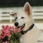 Cody - Berger Blanc Suisse (Weisser Schweizer Schäferhund)