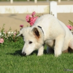 Cody - Berger Blanc Suisse (Weisser Schweizer Schäferhund)